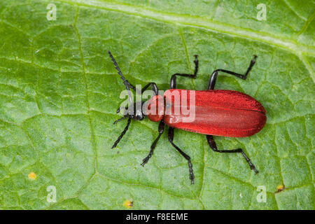 Kardinal-Käfer, Kardinal Käfer, Scharlachroter Feuerkäfer, Feuerfliege, Pyrochroa Coccinea, Pyrochre écarlate Stockfoto