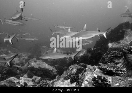 Graue Riffhaie (Carcharhinus amblyrhynchos) Schwimmen in den Felsen Tempel von Marianne Island Seychellen. Schwarz und Weiß Stockfoto