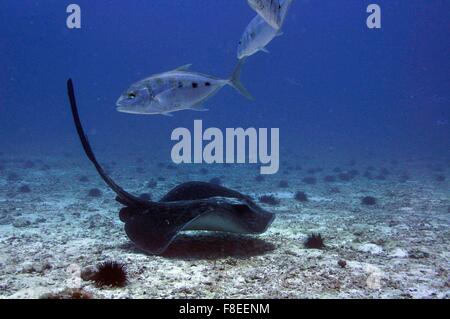 Schwarzer Stingray (Taeniurops meyeni) auf einem Sandboden mit trevallisch silbernem Fisch, Unterwasserfotografie. Stockfoto