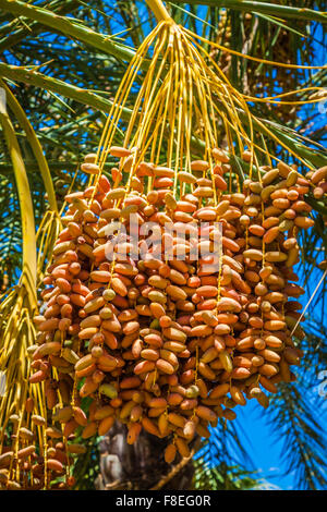 Tunesien, Bio Termine auf der Palme in Tunesien Sonne Reifen. Stockfoto