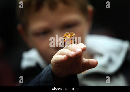 Schmetterlinge im Tier Weltbank, Moss Park, Bolton.Boy mit Flambae (Dione Jumo). Stockfoto