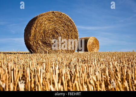 Strohballen auf frisch geschnittenem Feld Stockfoto