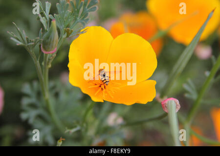 Weibliche Hoverfly (Eupeodes Latifasciatus) auf Kalifornischer Mohn (Eschscholzia Californica) Stockfoto