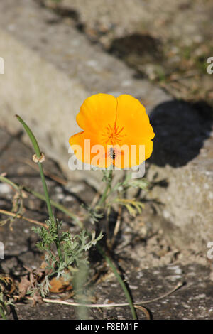 Männliche Hoverfly (Eupeodes Luniger) auf Kalifornischer Mohn (Eschscholzia Californica) Stockfoto