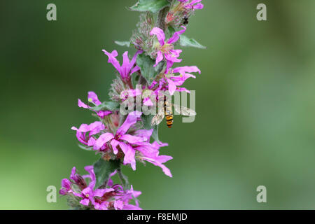 Männliche Marmelade Hoverfly (Episyrphus Balteatus) auf Blutweiderich (Lythrum Salicaria) Stockfoto