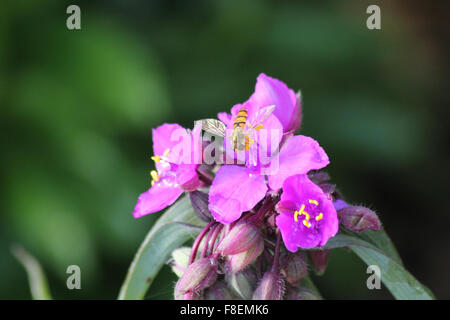 Männliche Marmelade Hoverfly (Episyrphus Balteatus) auf Tradescantia Stockfoto