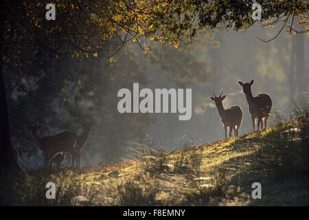 Schüchtern Damwild / Damhirsch (Dama Dama) steht im Gegenlicht Lage auf einer kleinen Anhöhe beim Sonnenaufgang in herbstlicher Atmosphäre. Stockfoto