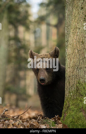 Niedlich Cub von europäischer Braunbär / Europaeischer Braunbaer (Ursus Arctos) sieht ganz lustig, versteckt sich hinter einem Baum. Stockfoto