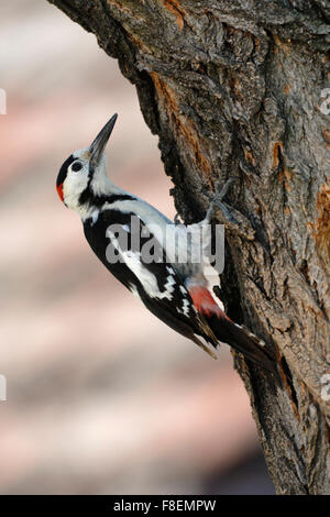 Syrische Specht / Blutspecht (Dendrocopos Syriacus) an einen Baumstamm, auf der Suche nach Nahrung. Stockfoto