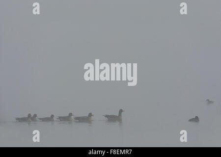 White fronted Gänse (Anser Albifrons) schwimmt zusammen mit einem Reiherenten und Zwergsäger auf einer Strecke von Wasser im Morgennebel. Stockfoto