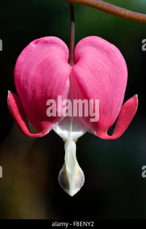 Nahaufnahme von einem Dicentra Spectabilis mit herzförmigen Blüten an zarten Stielen hängen. Stockfoto