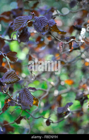 Nahaufnahme von einem Corylus Avellana Contorta Purpurea mit lila Blätter und ungewöhnliche kurvenreich Zweige. Stockfoto
