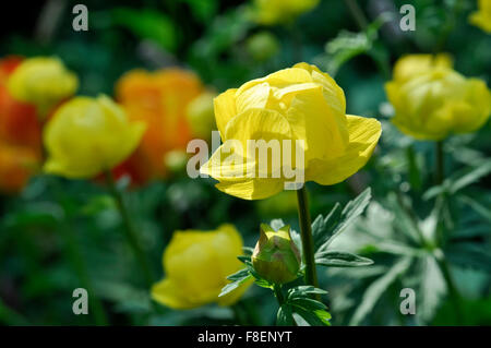 Nahaufnahme von einem Globeflower (Trollius Europaeus) mit gelben Blüten in einem englischen Garten im Frühsommer. Stockfoto