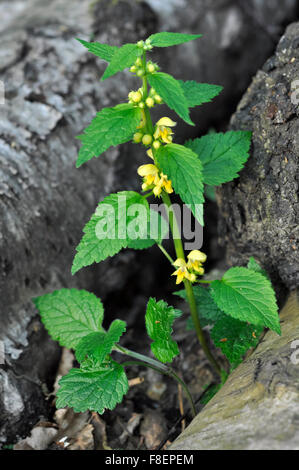 Gelbe Erzengel (Lamium Galeobdolon) ein Frühling Wildblumen mit Quirlen von gelben Blüten. Stockfoto