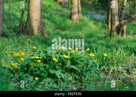 Marsh Marigold (Caltha Palustris) in einem englischen Waldgebiet im Frühjahr blühen. Stockfoto