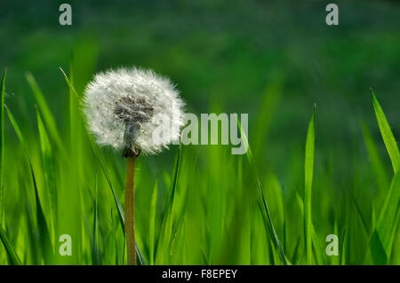 Löwenzahn Samen Kopf unter den frischen grünen Rasen. Stockfoto