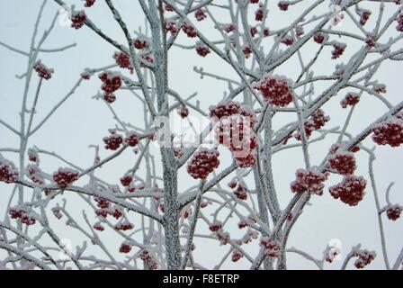 Gefrorene rote Beere Eberesche unter Raureif Sorbus kalten Wintertag Stockfoto