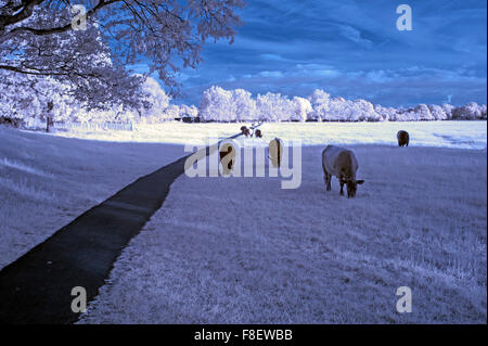 Atemberaubende einzigartige Infrarot Landschaft mit Falschfarben Auswirkungen Stockfoto