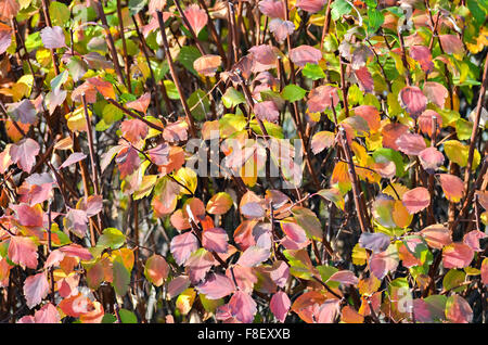 Nahaufnahme der Blätter in verschiedenen Farben in den wunderschönen Herbsttag Stockfoto