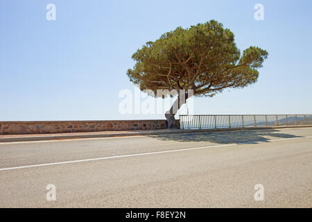 Maritime gebogene Kiefer auf malerische Küstenstraße nach Saint-Tropez an der französischen Riviera. Var, Provence Cote d ' Azur, Frankreich. Stockfoto