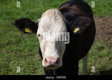 Bull Nahaufnahme, Süd-Deutschland. Stockfoto