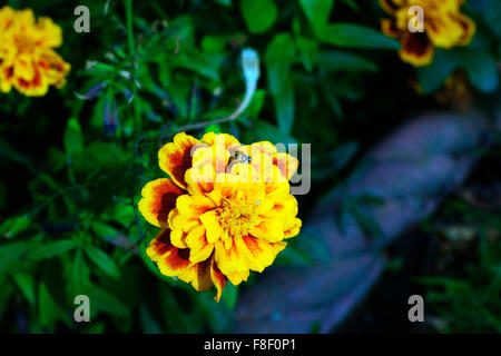 LADY BIRD EXPLORING RINGELBLUME Stockfoto