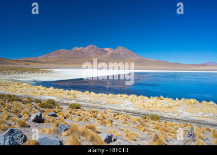 Weitwinkelaufnahme des "Laguna Honda", eine gefrorene Salzsee mit Flamingos auf dem Weg zu den berühmten Uyuni Salz flach, unter der meisten im Stockfoto