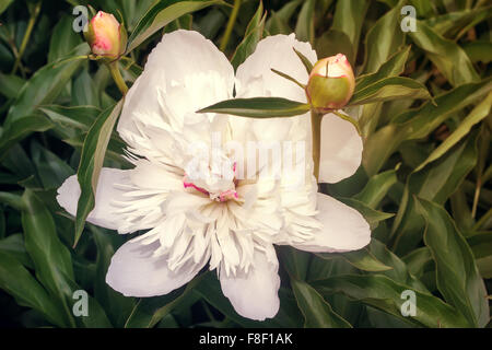 Schöne große weiße Blumen Pfingstrosen im Garten genommen Closeup. Stockfoto