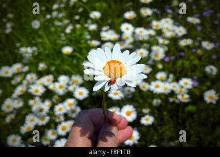 Marienkäfer auf Daisy-Blume, Bellis perennis. Riehen, Kanton Basel-Stadt, Schweiz. Stockfoto
