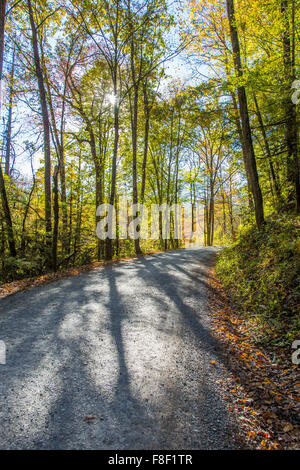 Morgensonne in Wäldern auf Kies Feldweg in Greenbrier Gebiet des Great Smoky MOuntains National Park in Tennessee Stockfoto