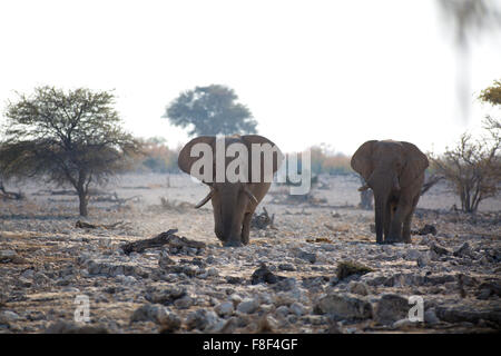 Zwei durstige Elefanten liefen auf das Wasserloch von Okaukuejo um ihren Durst, Etosha Nationalpark, Namibia. Stockfoto