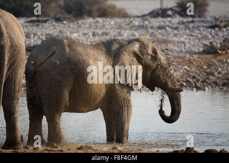 Einen Elefanten Baden durch das werfen Wasser über sich selbst auf die Okaukuejo, Etosha Nationalpark, Namibia Stockfoto