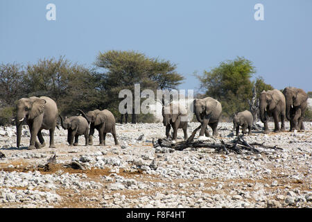 Eine Elefantenherde durstig läuft nach unten auf das Wasserloch von Okaukuejo um ihren Durst, Etosha Nationalpark, Namibia. Stockfoto