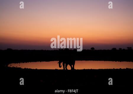 Die Silhouette eines Elefanten im Sonnenuntergang, Okaukuejo Wasserloch, Etosha Nationalpark, Namibia. Stockfoto