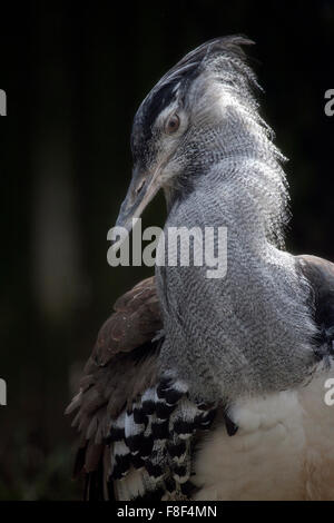 Porträt einer Kori Bustard, einen großen afrikanischen Vogel Stockfoto