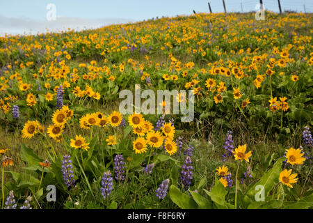 WASHINGTON - ein Feld von Balsamwurzel und Lupine auf einer Wiese am Dalles Mountain Ranch Bereich des Columbia Hills State Park. Stockfoto