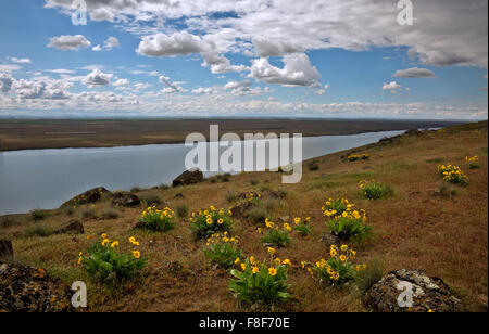 WASHINGTON - Balsamwurzel in offenen Wiesen nahe dem Gipfel des Crow Butte, eine Insel in der Columbia River in der Nähe von Kennewick blüht. Stockfoto