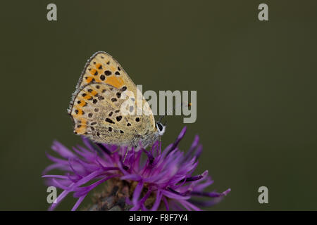 Rußiger Kupfer, Brauner Feuerfalter, Schwefelvögelchen, Blütenbesuch, Lycaena Tityrus, Heodes Tityrus, Chrysophanus Dorilis Stockfoto