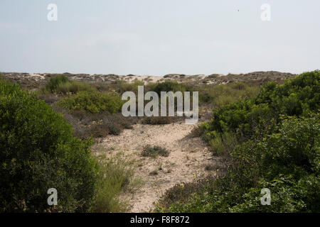 Ansicht des Parque Natural De La Albufera, Valencia, Spanien. Stockfoto