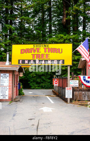 Der Drive Thru Schrein Baum Auto Park Overhead anmelden Myers Flat Kalifornien Stockfoto