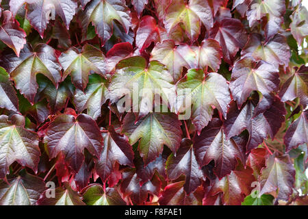 Boston Ivy Creaper-1 Stockfoto