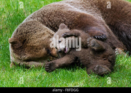 Braunbär (Ursus Arctos) Mutter mit Jungtier im Grünland zu spielen Stockfoto