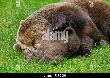 Braunbär (Ursus Arctos) Mutter kuscheln Cub in Grünland Stockfoto