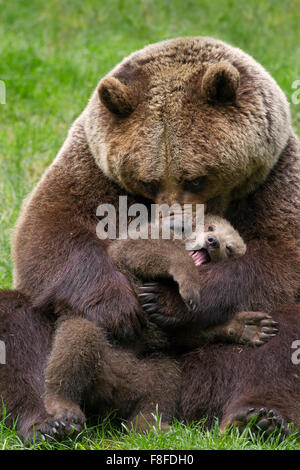 Braunbär (Ursus Arctos) Mutter kuscheln Cub in Grünland Stockfoto