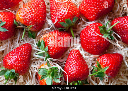 Erdbeeren im Stroh! Stockfoto