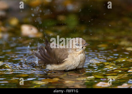 Garten-Grasmücke (Sylvia borin) Baden im flachen Wasser Stockfoto