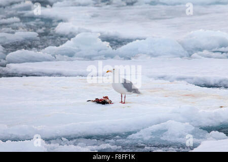 Glaucous Möwe (Larus Hyperboreus) auf Packeis Fütterung auf getöteten guillemot Stockfoto