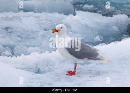 Glaucous Möwe (Larus Hyperboreus) auf Packeis im Eismeer Stockfoto