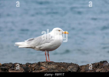 Glaucous Möwe (Larus Hyperboreus) am Ufer entlang Nordpolarmeer Stockfoto