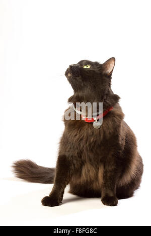 Schwarze braune Katze mit grünen Augen und roten Kragen. Stockfoto